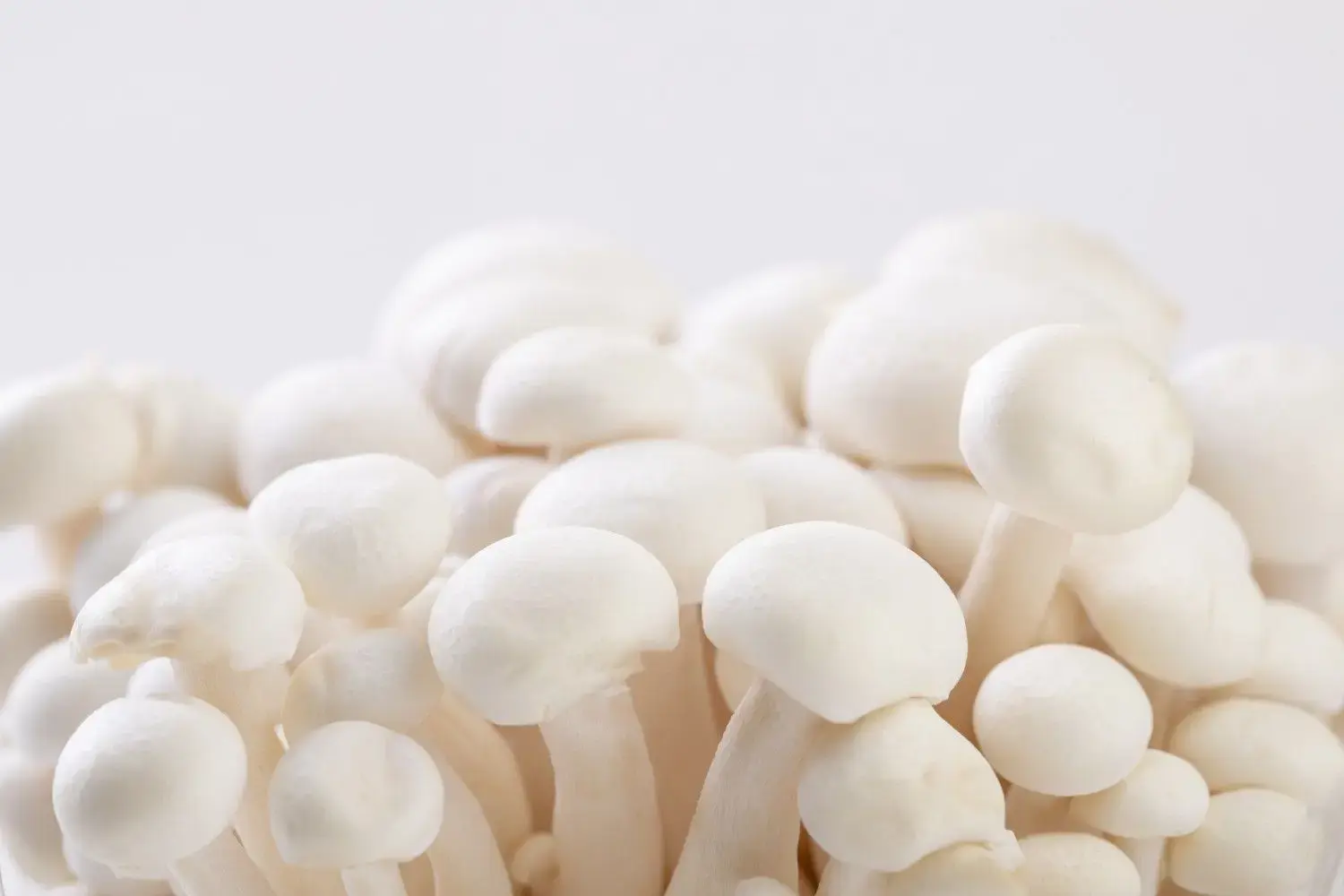 Milky Mushrooms